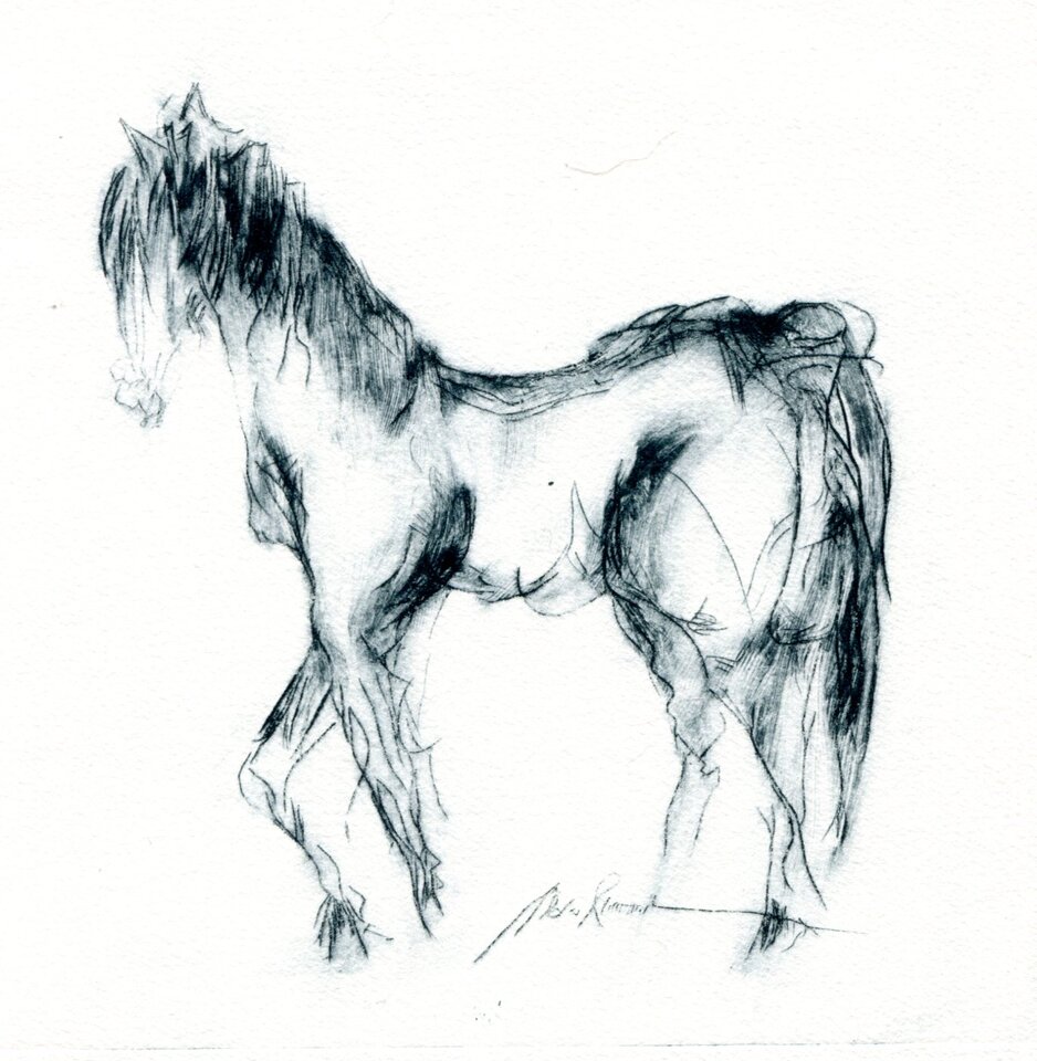 Fohlen, Druck auf Papier, Monika Riemenschneider