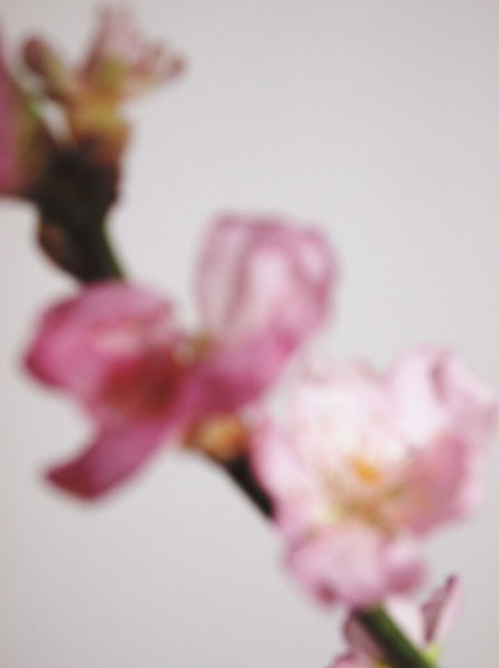 Foto Blüte Kombination zur Zeichnung, Druck auf Aluminium, Katharina Schnitzler
